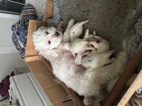 6 Coton de Tulear til salg på købhund.dk