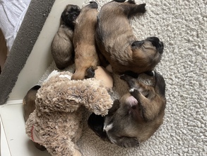 5 Tibetansk Spaniel til salg på købhund.dk