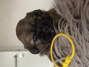 5 Tibetansk Spaniel til salg på købhund.dk