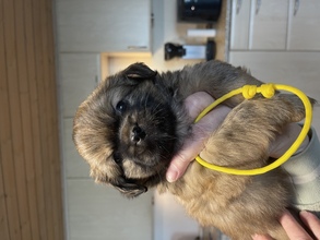 5 Tibetansk Spaniel til salg på købhund.dk