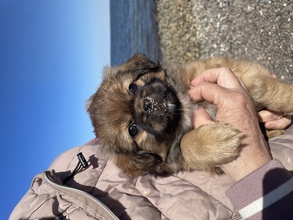 5 Tibetansk Spaniel til salg på købhund.dk