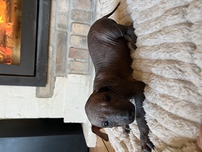 2 Xoloitzcuintle con pelo, standard til salg på købhund.dk