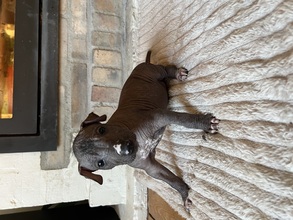 2 Xoloitzcuintle sin pelo, standard til salg på købhund.dk