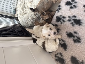 7 Bichon Havanais til salg på købhund.dk