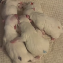 5 Coton de Tulear til salg på købhund.dk