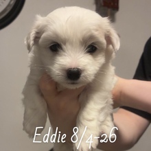 5 Coton de Tulear til salg på købhund.dk