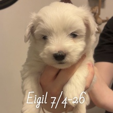 5 Coton de Tulear til salg på købhund.dk