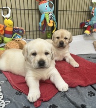 3 Labrador Retriever til salg på købhund.dk