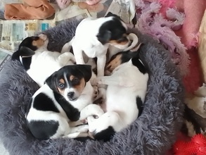 5 Dansk/Svensk Gårdhund til salg på købhund.dk