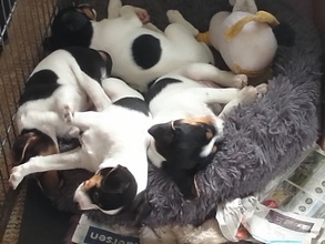 5 Dansk/Svensk Gårdhund til salg på købhund.dk