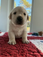 5 Labrador Retriever til salg på købhund.dk