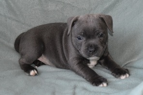 6 Staffordshire Bull Terrier til salg på købhund.dk