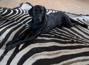 7 Labrador Retriever til salg på købhund.dk