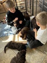 7 Spansk Vandhund til salg på købhund.dk