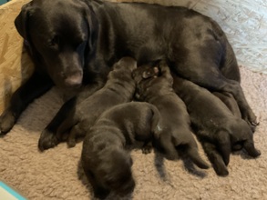 4 Labrador Retriever til salg på købhund.dk
