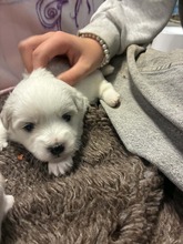 3 Coton de Tulear til salg på købhund.dk