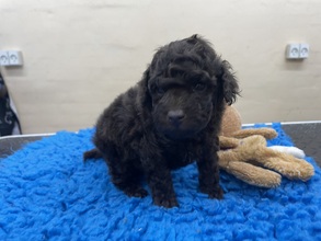 4 Pudel, toy til salg på købhund.dk