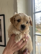 7 Bichon Havanais til salg på købhund.dk