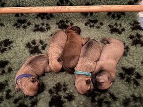 5 Cairn Terrier til salg på købhund.dk