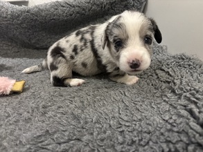 4 Welsh Corgi Cardigan til salg på købhund.dk