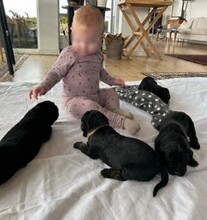 6 Gos d'Atura Catala til salg på købhund.dk