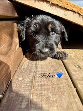 6 Gos d'Atura Catala til salg på købhund.dk