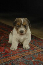 2 Jack Russell Terrier til salg på købhund.dk