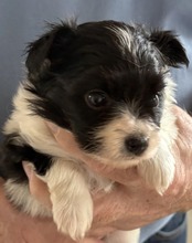 1 Papillon til salg på købhund.dk