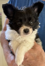 1 Papillon til salg på købhund.dk