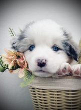 8 Australian Shepherd til salg på købhund.dk