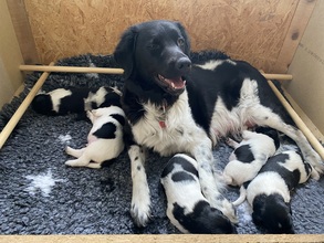 5 Stabyhoun til salg på købhund.dk