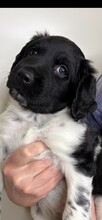 5 Stabyhoun til salg på købhund.dk