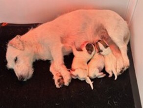 3 Jack Russell Terrier til salg på købhund.dk