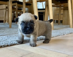 4 Cairn Terrier til salg på købhund.dk