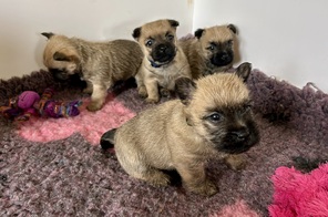 4 Cairn Terrier til salg på købhund.dk