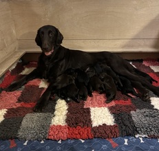 12 Flat Coated Retriever til salg på købhund.dk
