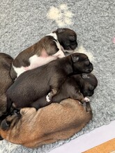 6 Lhasa Apso til salg på købhund.dk