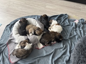 6 Lhasa Apso til salg på købhund.dk