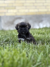 6 Lhasa Apso til salg på købhund.dk