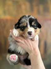 9 Australian Shepherd til salg på købhund.dk