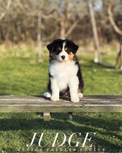 9 Australian Shepherd til salg på købhund.dk