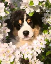 9 Australian Shepherd til salg på købhund.dk
