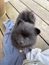 4 Mittelspitz til salg på købhund.dk