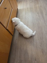 5 Dansk Spids til salg på købhund.dk