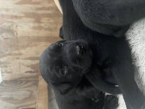 4 Labrador Retriever til salg på købhund.dk