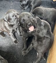 7 Labrador Retriever til salg på købhund.dk