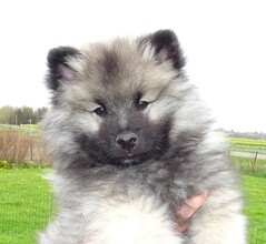 5 Keeshond til salg på købhund.dk