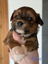 5 Bichon Havanais til salg på købhund.dk