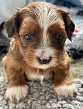 6 Bichon Havanais til salg på købhund.dk