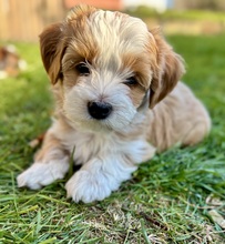6 Bichon Havanais til salg på købhund.dk